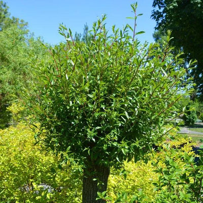 Mature pollarded Scarlet Willow