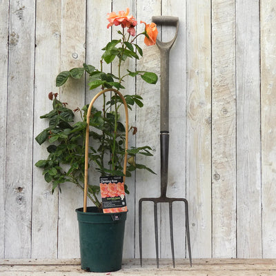 Potted Scent from Heave rose with a stake and fork against a wooden background
