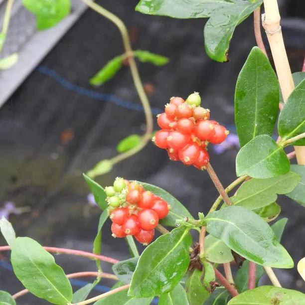 Scentsation Honeysuckle Berries