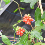 Scentsation Honeysuckle Berries