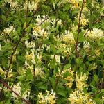 Scentsation Honeysuckle Flowers