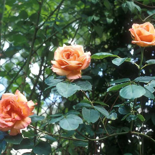 Schoolgirl Climbing Rose Flowers