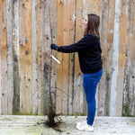 Bareroot Scotch Bridget Maiden Apple