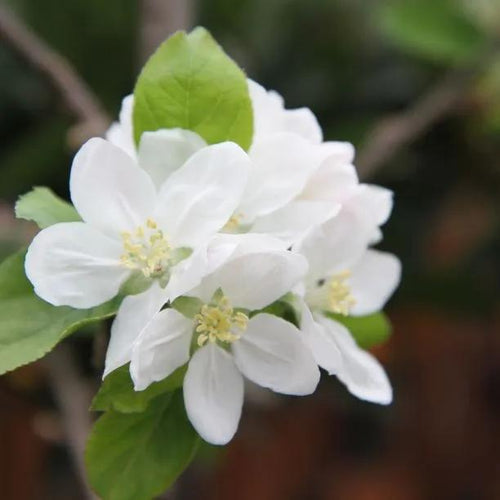 Scotch Bridget Apple blossom on the tree