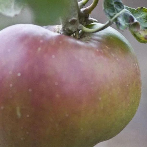 Scotch Bridget Apples on the tree