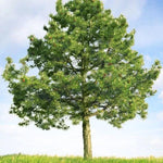 Mature Scots Pine tree