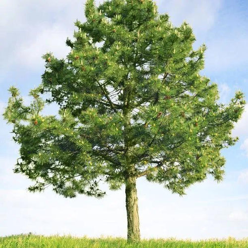 Mature Scots Pine tree