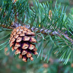 Scots Pine Tree cone