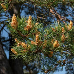 Scots Pine Tree cones