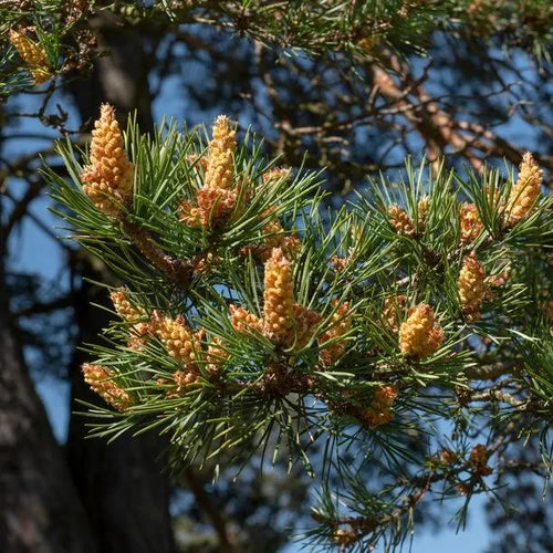 Scots Pine Tree cones