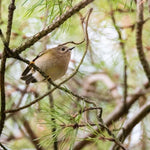Scots Pine Tree Leaves