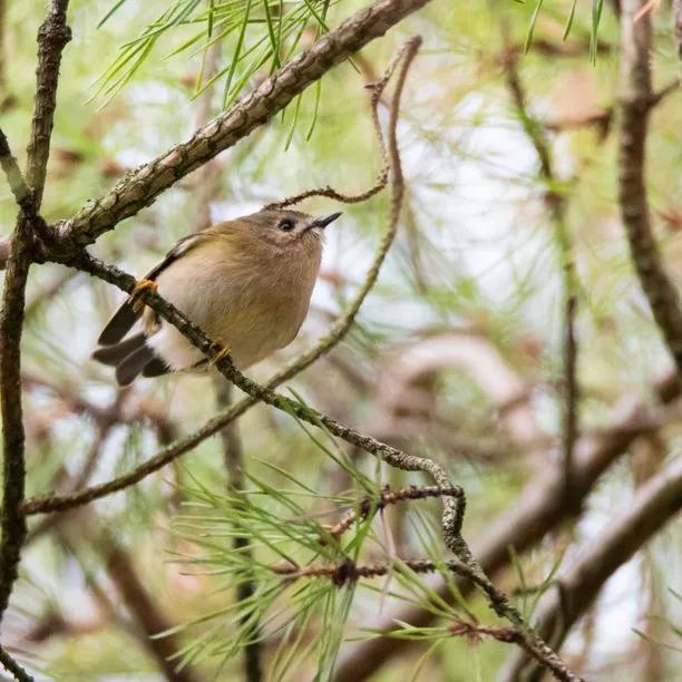 Scots Pine Tree Leaves