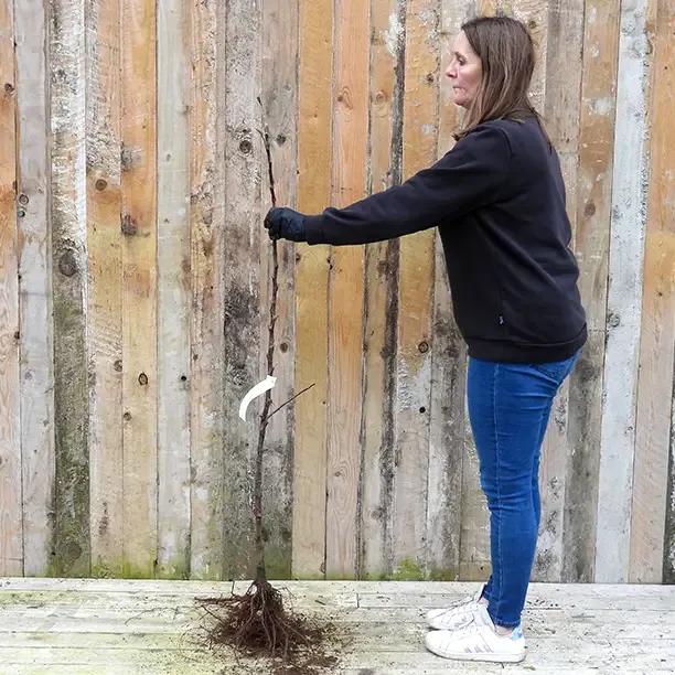 Bareroot Scrumptious Maiden Apple Tree