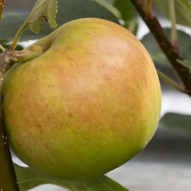 Scrumptious Apples on the tree