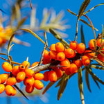 Sea Buckthorn Berries