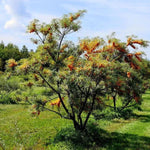 Sea Buckthorn Bush