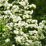 Sea Buckthorn Flowers