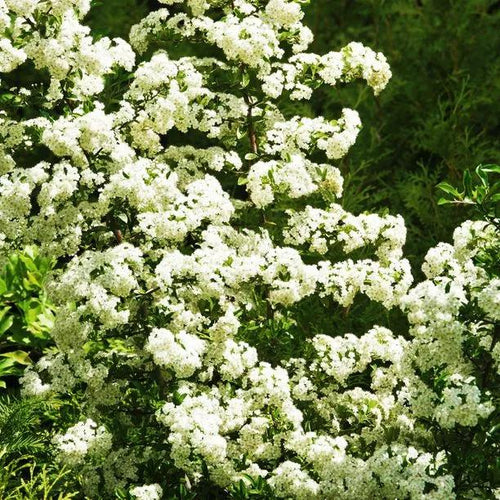 Sea Buckthorn Flowers