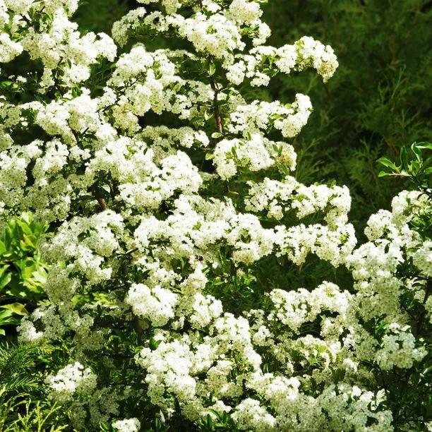 Sea Buckthorn Flowers