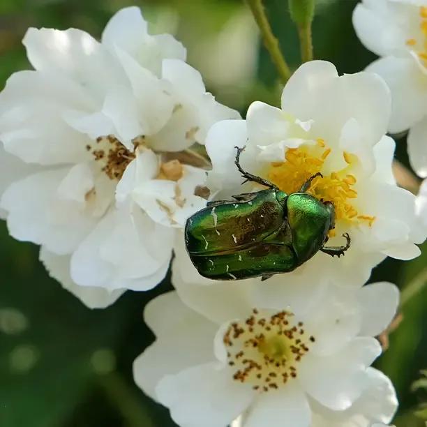 Seagull Rambling Rose Flowers