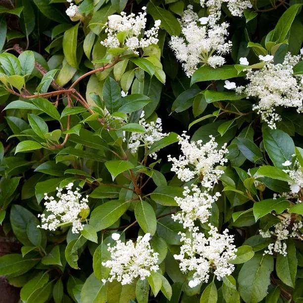 Seemann's Hydrangea Flowers