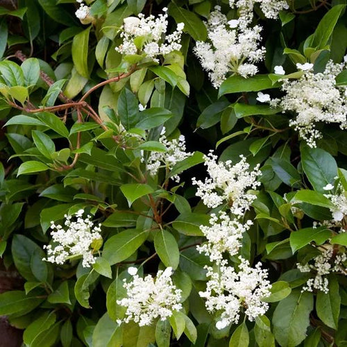 Seemann's Hydrangea Flowers