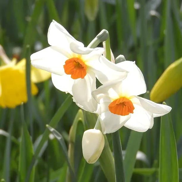 Sempre Avanti White and Orange Daffodil Flowers