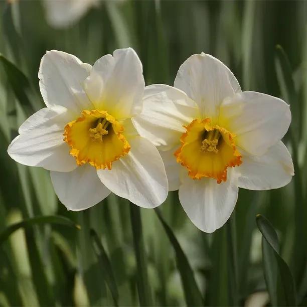 Sempre Avanti Daffodil Flowers