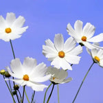 Sensation Purity Cosmos Flowers