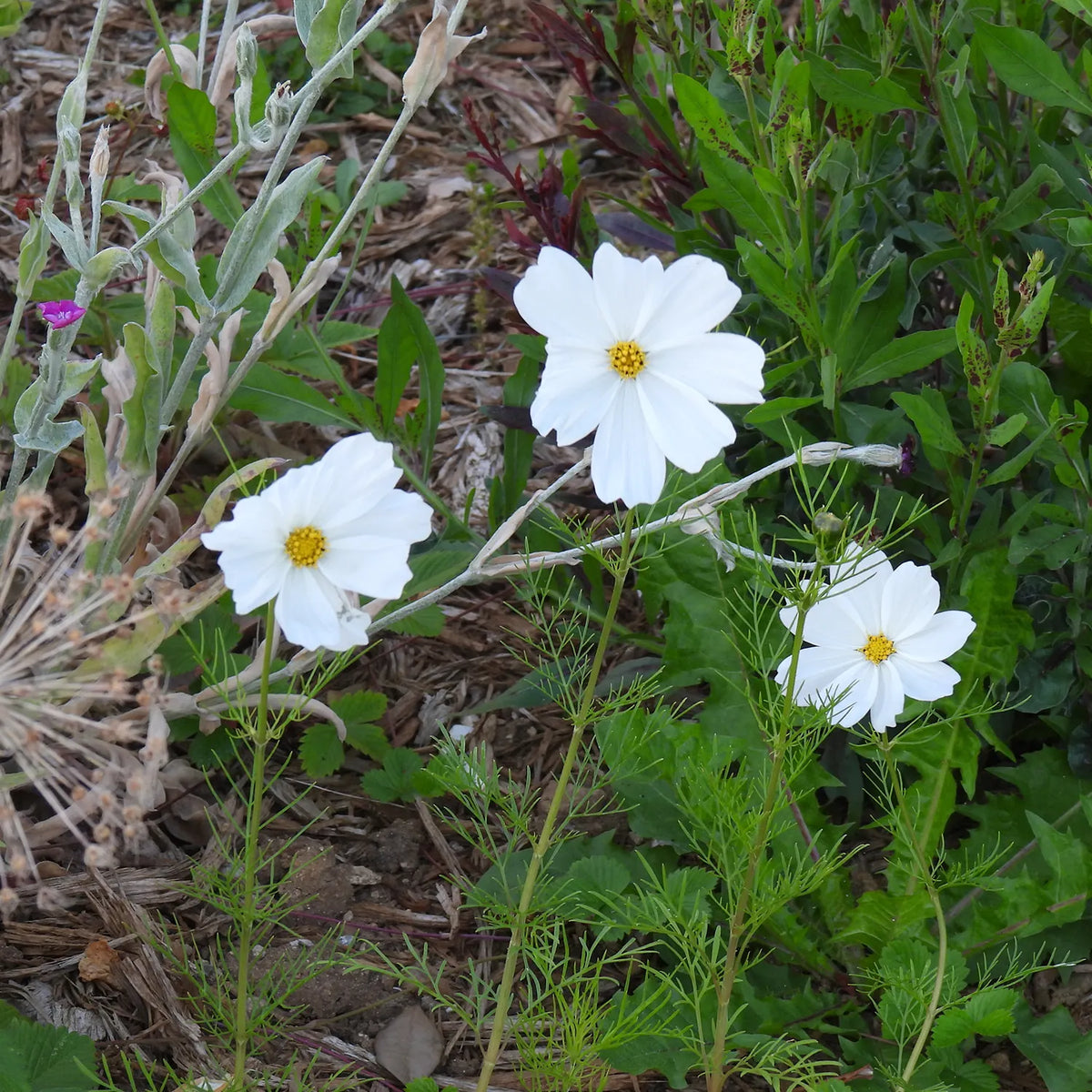 Three white cosmos flowers with yellow centers in a natural setting with green leaves and brown mulch.