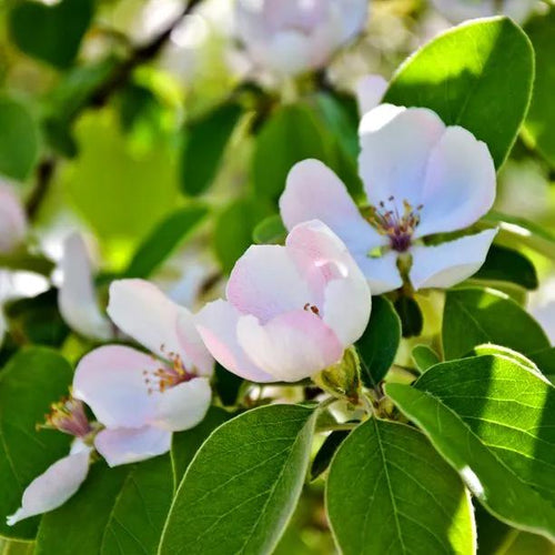 Serbian Gold Quince Tree Flowers
