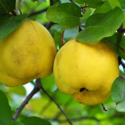 Serbian Gold Quinces on the tree