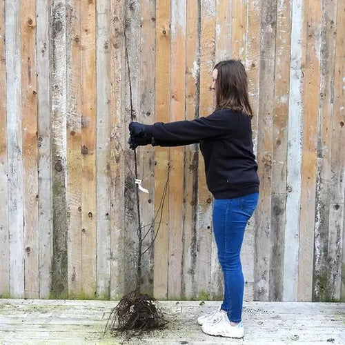 Bareroot Serbian Gold quince tree - maiden size