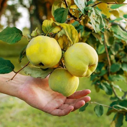 Serbian Gold Quinces on the Tree