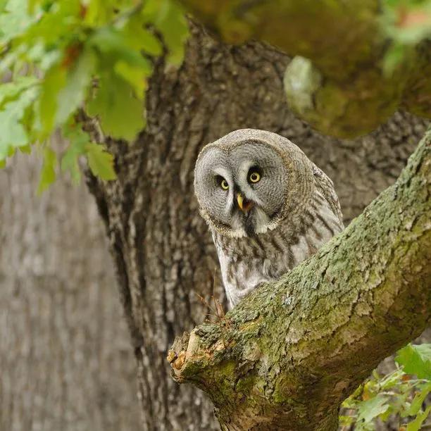 Mature Sessile Oak tree with owl (not included)