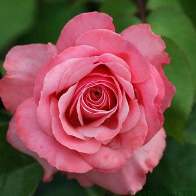 Sexy Rexy Floribunda Rose Flowers