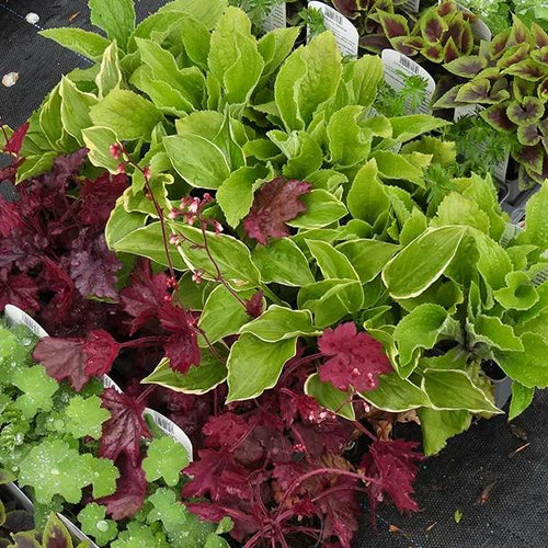 Shady Characters Herbaceous Collection Plants