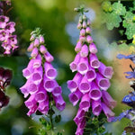 Shady Characters Collection Flowers