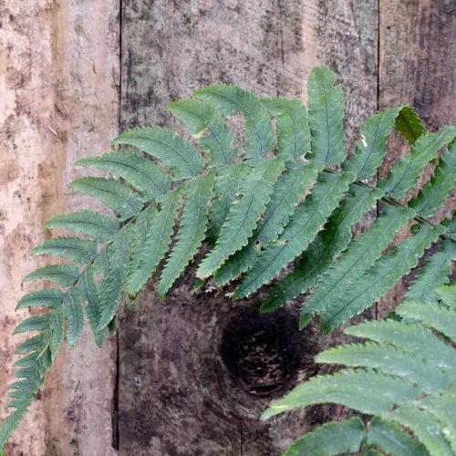 Shaggy Wood Fern Leaves