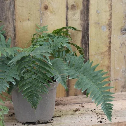 Shaggy Wood Fern Plant 2 Litre Pot