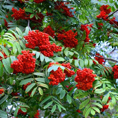 sheerwater seedling Rowan Berries