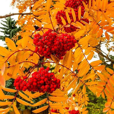 sheerwater seedling Rowan Tree Berries and Leaves in Autumn