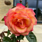 Sheila's Perfume Rose Flowers