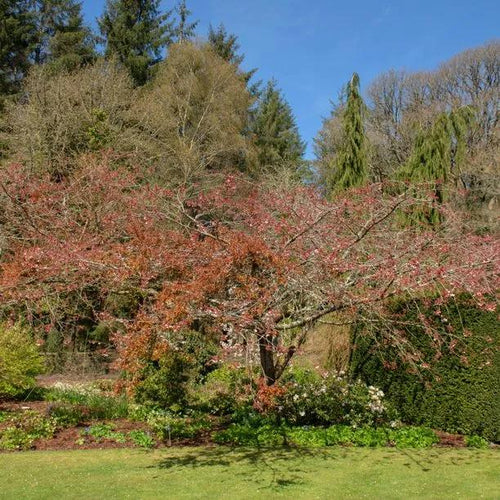Mature Shirofugen Cherry Tree in Autumn