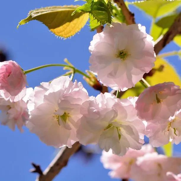 Shirofugen Cherry Tree Flowers