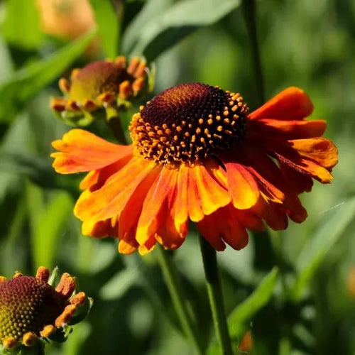 Short and Sassy Helenium Flowers