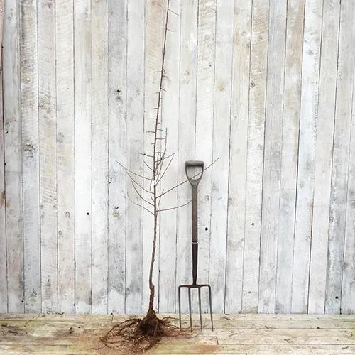 Bareroot Shropshire Prune Maiden Tree