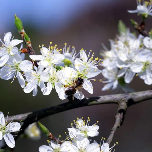 Shropshire Prune Damson Tree Flowers