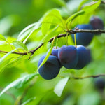 Shropshire Prune Damsons on the tree