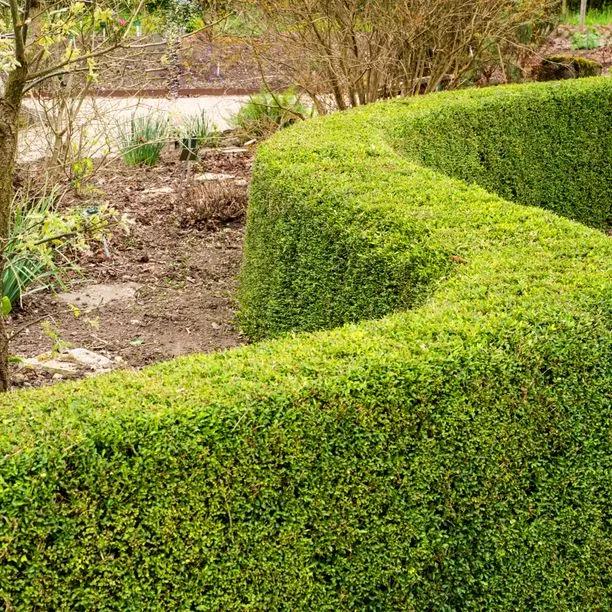 Lonicera 'nitida' Honeysuckle Hedge